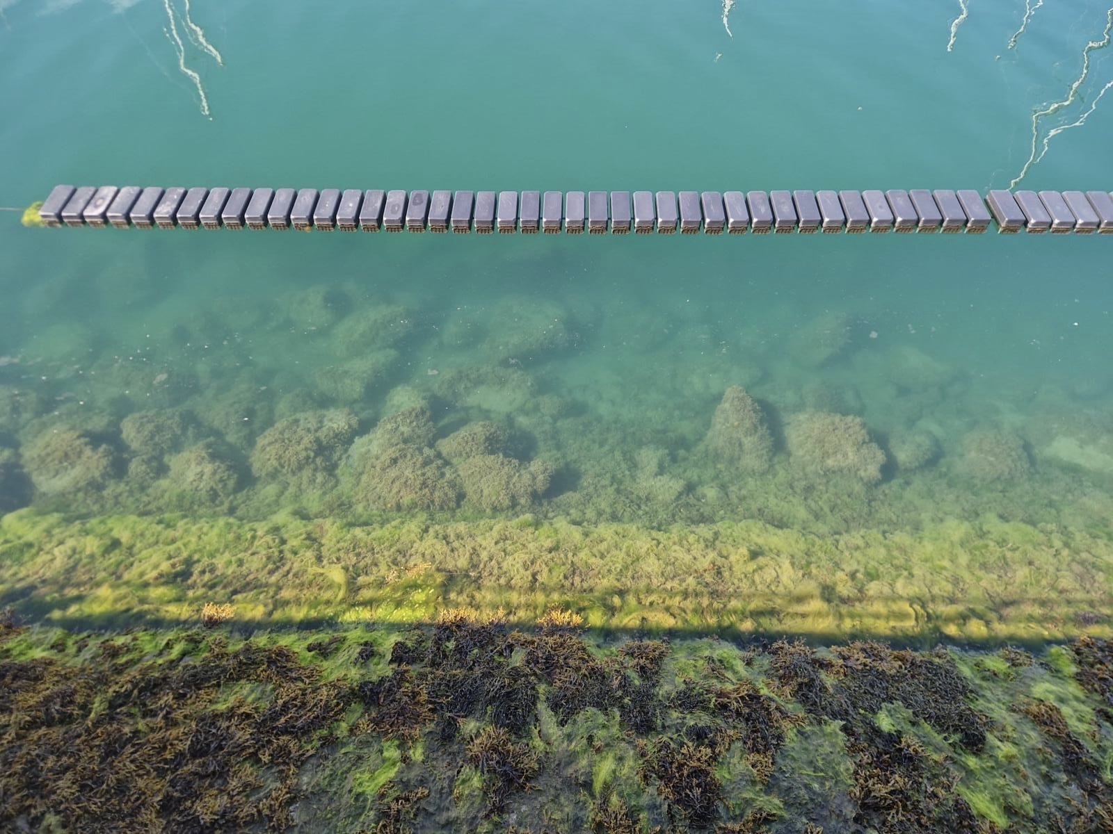 A picture of floating oyster baskets in the sea at low tide with rocks covered in green algae underneath