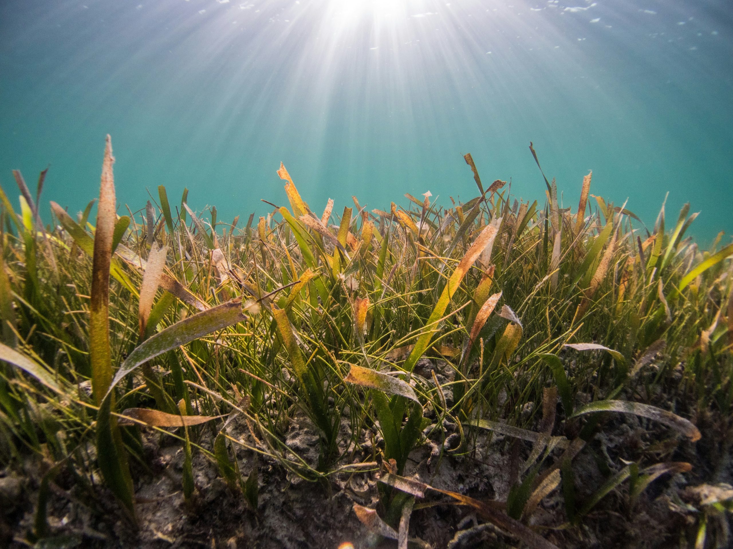 Image of green seagrass on a seabed underwater with the sun breaking through the water in the background