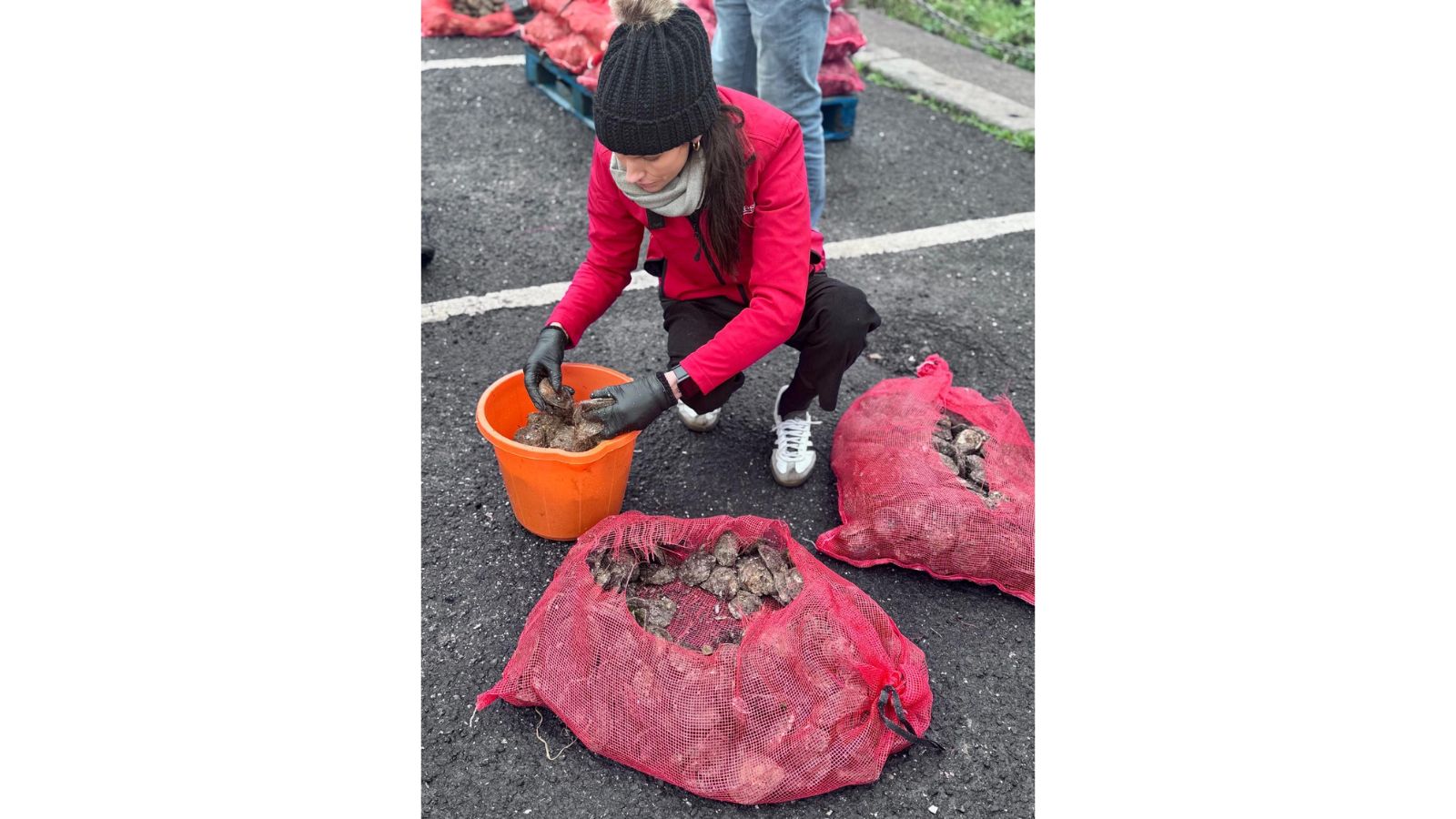 A person wearing a wolly hat and a red jacket placing oysters from a bag into an orange bucket