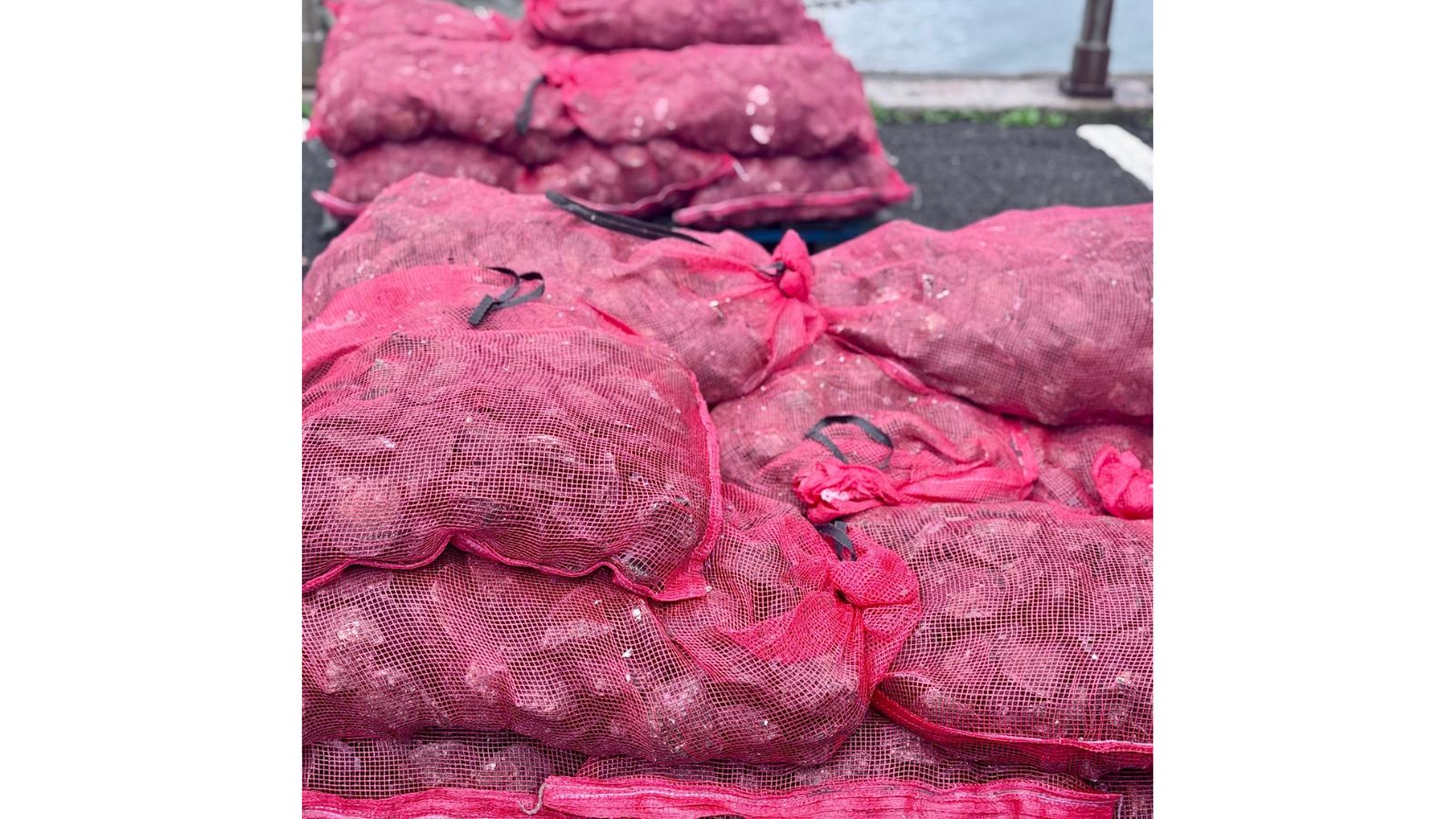 Pink-red netted bags full of oysters