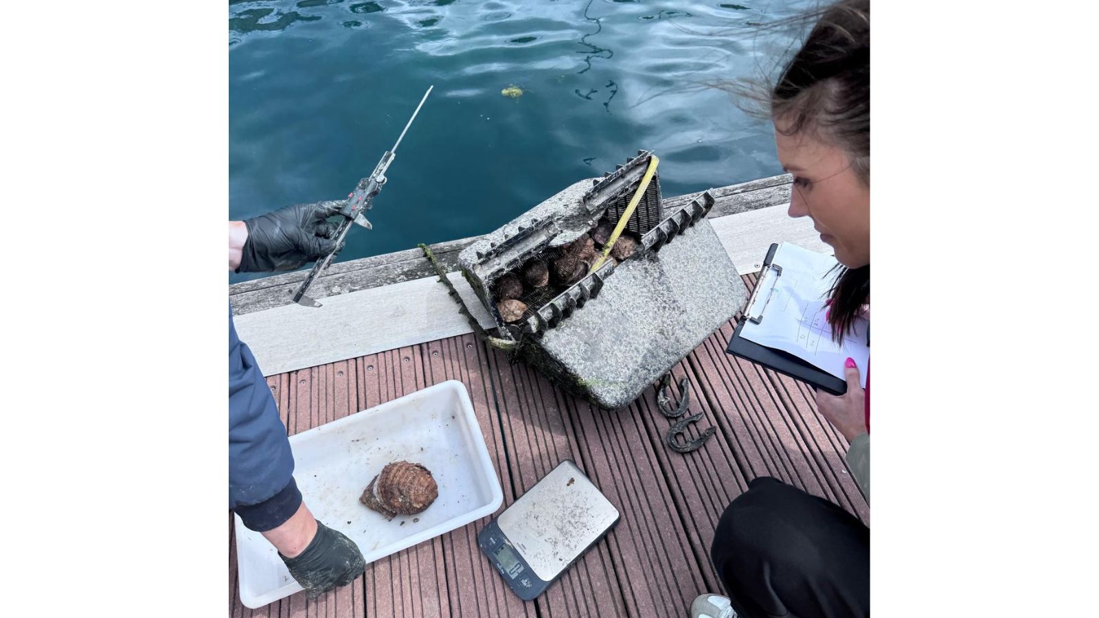 Two people examining oyster baskets by the marina water