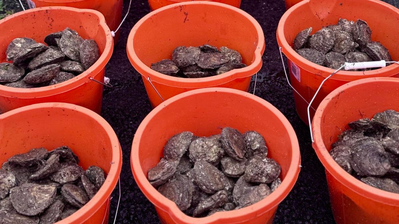 Orange buckets full of oysters